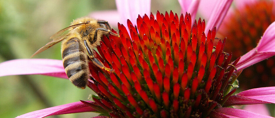 Bienen spielen eine große Rolle in unserem Ökosystem. Umso wichtiger ist es, ihr Verhalten zu verstehen und sie zu schützen. Mit der App "Bee active" kann man digitale Bienenvölker aufstellen, die man mittels Augmented Reality füttert und so viel über die Insekten lernt. 