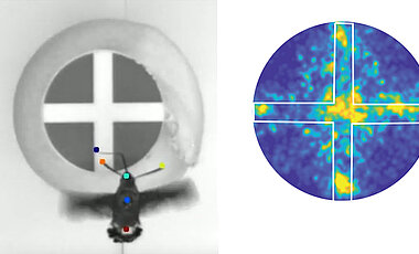Mit einer Hochgeschwindigkeitskamera beobachtet Anna Stöckl das Nektarsuchverhalten von Taubenschwänzchen an verschiedenen Mustern. Rechts ist zu sehen, an welchen Stellen das Insekt zugange war.