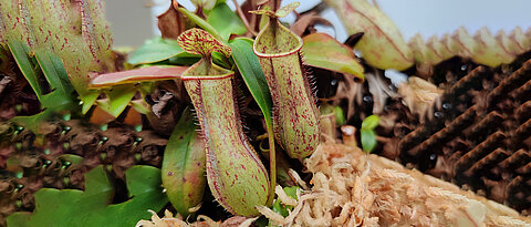 Pitcher plants like Nephentes gracilis use their specialized leaves to capture insects. This food supplement allows the plants to thrive even in nutrient-poor habitats. 