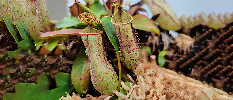 Pitcher plants like Nephentes gracilis use their specialized leaves to capture insects. This food supplement allows the plants to thrive even in nutrient-poor habitats. 