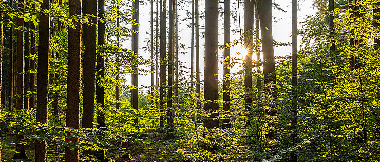 Richtig umgesetzt können Wälder ein mächtiges Mittel gegen den Klimawandel sein. 