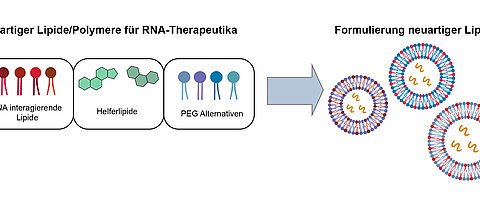 Advancing RNA medicine: This is what a new research network, in which JMU is involved, wants to achieve.