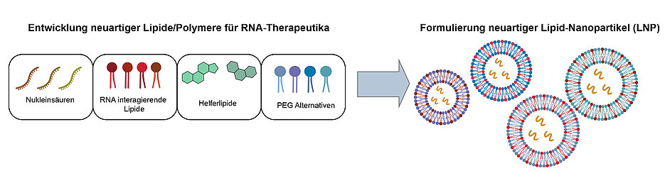 Advancing RNA medicine: This is what a new research network, in which JMU is involved, wants to achieve.