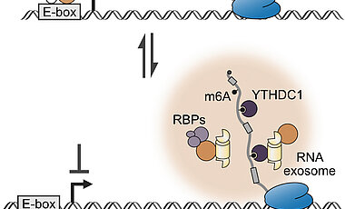 Das Modell zeigt die zwei verschiedenen Zustände von MYCN: DNA- und RNA-gebunden, und den Einfluss auf die Synthese neuer RNA Moleküle.