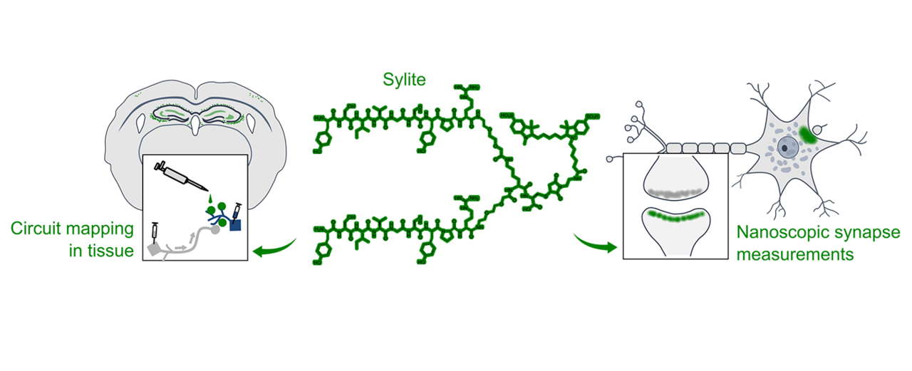 A Versatile Synthetic Affinity Probe Reveals Inhibitory Synapse  Ultrastructure and Brain Connectivity** - Khayenko - 2022 - Angewandte  Chemie International Edition - Wiley Online Library