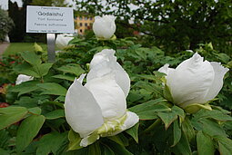 Paeonia cv Godaishu