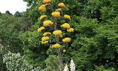 Fünf Meter ragt der Blütenstand der Agave im Botanischen Garten der Uni Würzburg in die Höhe. 