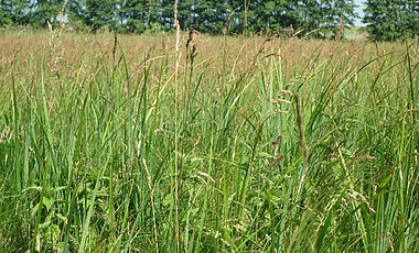 Eine der Versuchsflächen, auf denen die Grasarten gesammelt wurden. Diverse Grasländer verringern die Gefahr von Vergiftungserscheinungen.