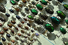Hier sieht man viele verschiedene Käfer in verschiedenen Größen und Farben.
