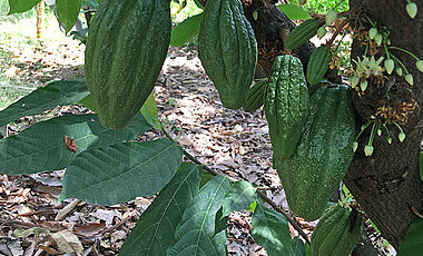 Kakaobaum mit Früchten und Blüten.