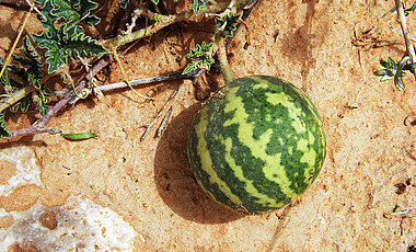 Die Wüstenpflanze Koloquinte bringt melonenähnliche Früchte hervor.