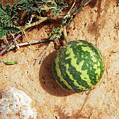 The colocynth produces melon-like fruits.