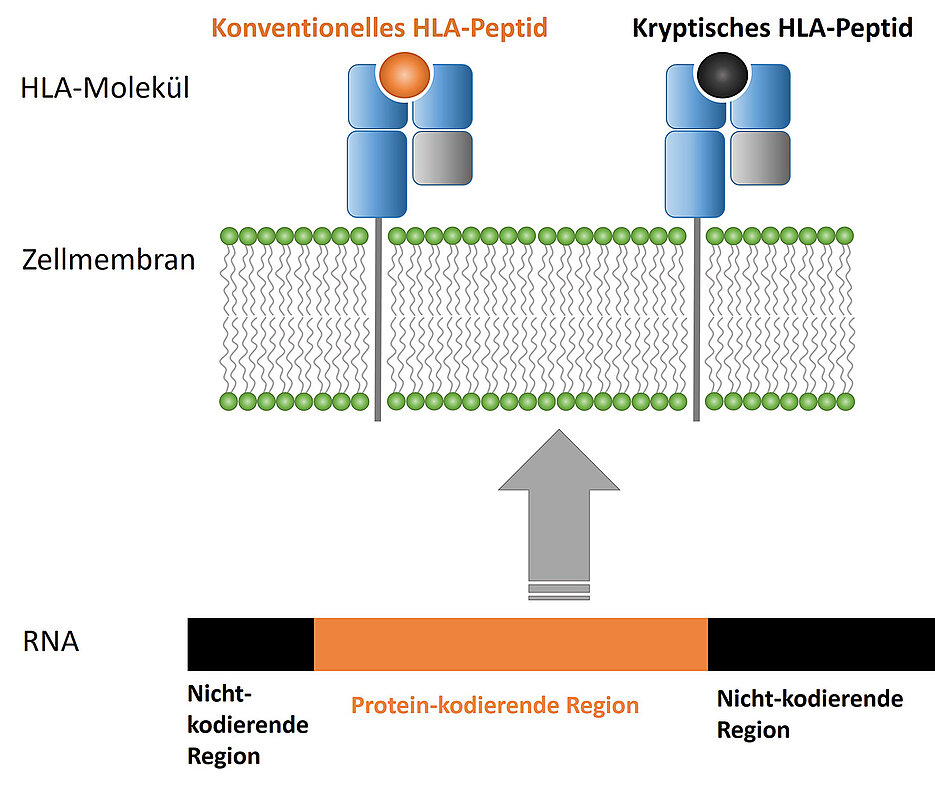 Schematic representation of the formation and presentation of cryptic peptides.