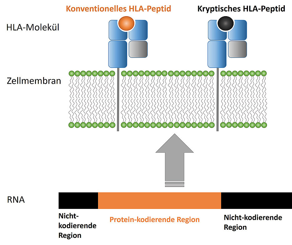 Schematische Darstellung der Entstehung und Präsentation von kryptischen Peptiden.