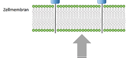 Schematische Darstellung der Entstehung und Präsentation von kryptischen Peptiden.