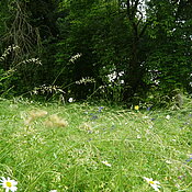Wiese im Freiland des Botanischen Gartens, im Hintergrund ist der Buchenwald im Freiland zu sehen.