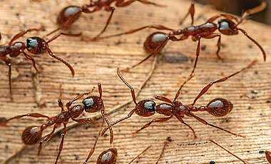 Driver ants of the genus Aenictus are widespread in Africa and Australasia. Although they are not common, their columns of thousands of ants moving frantically through the forest are remarkable. These ants were photographed on the Lockhart River in Queensland, Australia. 