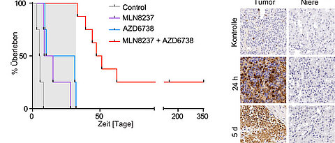 Survival curve of the TH-MYCN mouse model during long-term treatment with Aurora-A inhibitor (purple), ATR inhibitor (blue) or the combination of both agents (red). It is clearly visible that the combination therapy prolongs survival time.