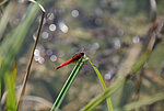 Feuerlibellen, hier ein Exemplar auf einem Gelände des Bayerischen Landesamts für Umwelt, profitieren vom Klimawandel.