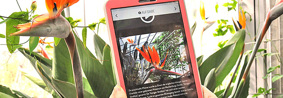 Wissenswertes über die Paradiesvogelblume erfährt man bei der Smartphone-Rallye durch den Botanischen Garten. (Foto: Judith Küfner)