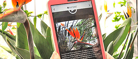Wissenswertes über die Paradiesvogelblume erfährt man bei der Smartphone-Rallye durch den Botanischen Garten. (Foto: Judith Küfner)
