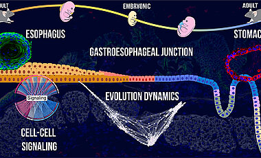 Graphical illustration of the gastroesophageal squamocolumnar junction development. It features the transition from the embryonic stage to adulthood, the esophagus, and the stomach, highlighting the single-cell map, cell-cell signaling, and their evolutionary dynamics. Image of patient-derived stomach columnar (red) and esophagus stratified squamous organoids (Green). 