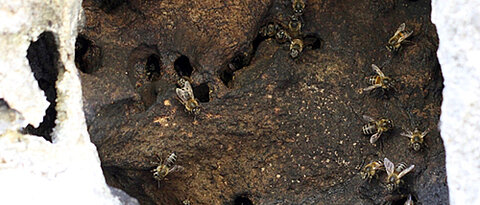 Südafrikanische Honigbienen, die in einer Felsspalte nisten. (Foto: J. Cullinan von ujubee.com)