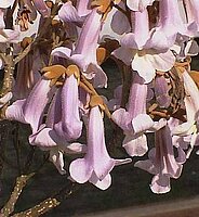 Paulownia tomentosa