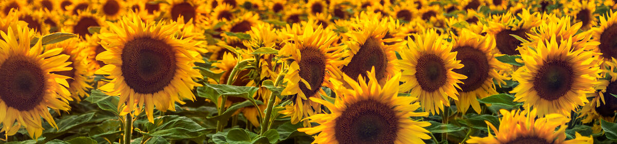 Sunflower Field in Sunny Summer Day