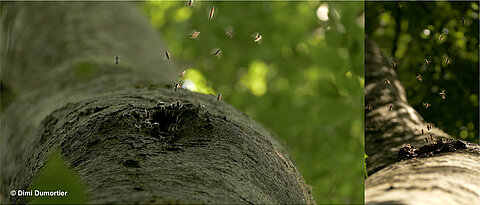 Wild honeybees at their nesting place in a tree cavity.