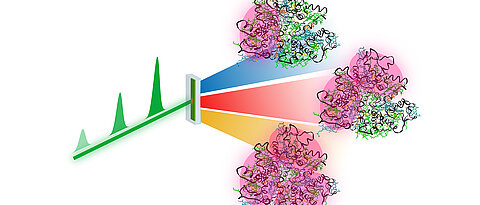 Bei der neuen Methode werden Laserimpulse unterschiedlicher Leistung (grün) so kombiniert, dass man einfache Anregung (blau), doppelte Anregung (rot) und dreifache Anregung (gelb) beispielsweise in biologischen Lichtsammelkomplexen unterscheiden kann. 