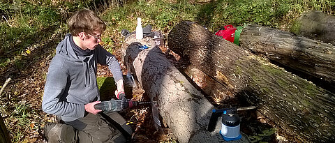 Sebastian Vogel, PhD student at the JMU’s Ecological Station, is taking dead wood samples for the genetic determination of fungi and bacteria.