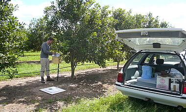 Kaluza auf einer Macadamia-Plantage