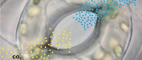 Gasaustausch über die Stomata: Kohlendioxid wird aufgenommen, gleichzeitig werden pro aufgenommenem CO2-Molekül hunderte Moleküle Wasser (H2O) abgegeben.