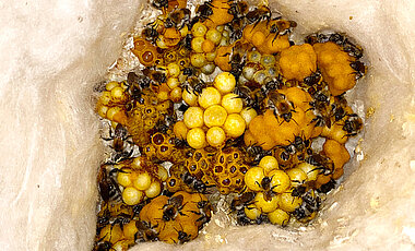 Ein großes Nest der Ackerhummel im Nistkasten; die Königin ist links unten zu erkennen.