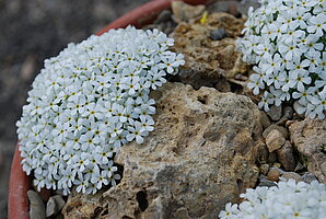 Androsace vandellii - Pyrenäen, Zentralalpen (Foto: BGW)