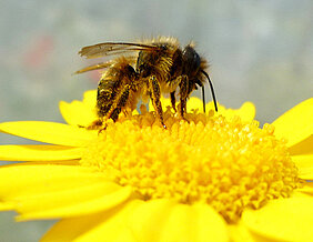 Drei Mauerbienenarten haben die Wissenschaftler untersucht. Hier zu sehen ist die Rote Mauerbiene (Osmia bicornis). (Foto: Mariela Schenk)