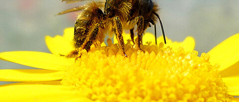 Drei Mauerbienenarten haben die Wissenschaftler untersucht. Hier zu sehen ist die Rote Mauerbiene (Osmia bicornis). (Foto: Mariela Schenk)