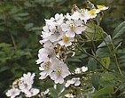 Rosa multiflora Thunb