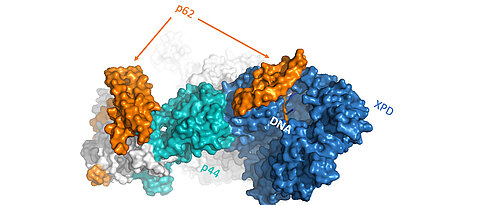 Die Abbildung zeigt Untereinheiten des Reparaturkomplexes der NER. Durch das Zusammenspiel von p62, p44 und XPD (orange/türkis/blau) werden Schädigungen in der DNA erkannt und können repariert werden. (Grafik: RVZ)