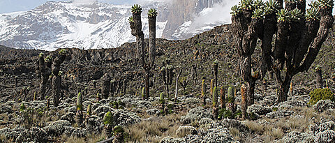 Vegetation on Mount Kilimanjaro at an altitude of around 3,800 metres. (Photo: Andreas Ensslin) The Mount Kilimanjaro (Photo: Anna Kühnel)