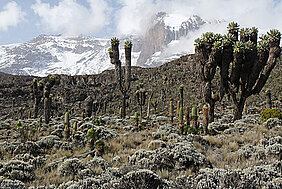 Vegetation on Mount Kilimanjaro at an altitude of around 3,800 metres. (Photo: Andreas Ensslin) The Mount Kilimanjaro (Photo: Anna Kühnel)