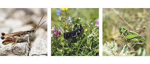 Photos of the grasshopper species Gravel Grasshopper, Green Mountain Grasshopper, and the Wart-biter.