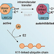 cell cycle regulator UBE2S shuts itself off through autoubiquitination at a conserved lysine residue