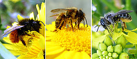 The researchers studied three mason bee species (from left): the European orchard bee (Osmia cornuta), the red mason bee (Osmia bicornis) and Osmia brevicornis. (Photos: Mariela Schenk)