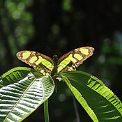 Ein Malachitfalter der Familie Nymphalidae aus dem Amazonastiefland von Peru.