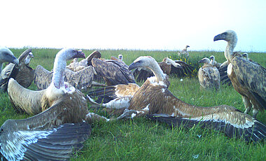 Gänsegeier konkurrieren auf der Dreiborner Hochfläche um einen ausgelegten Rehkadaver