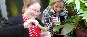 zwei Lehrerinnen untersuchen die fleischfressende Kannenpflanze