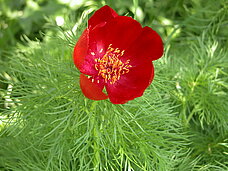 Paeonia_tenuifolia