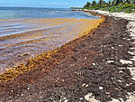 Strandabschnitt mit Sargassum-Algen.